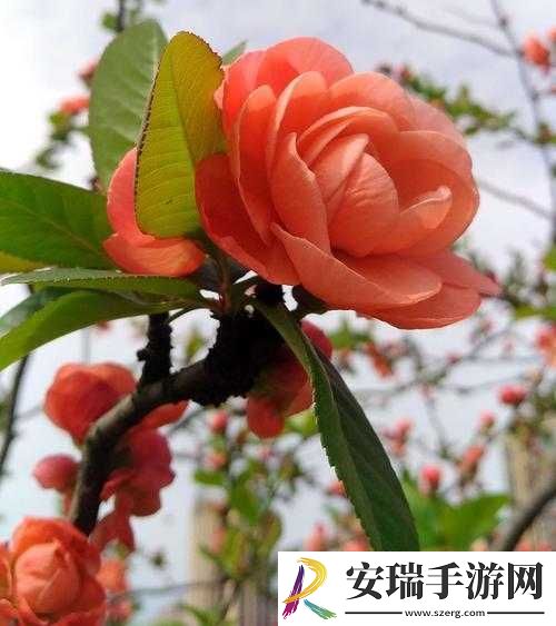 舍友长出了花怎么办海棠之奇事