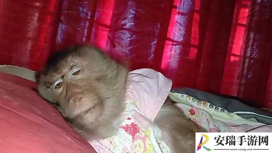 二人生猴子全程不盖被子