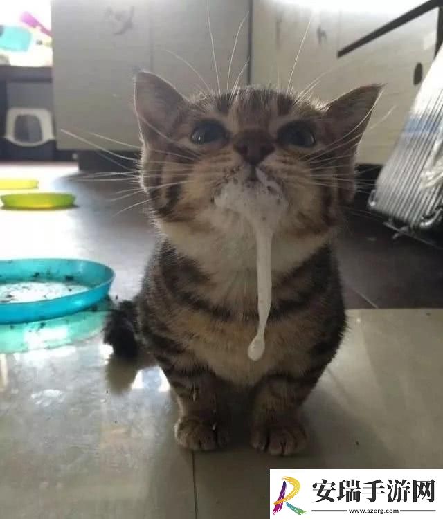 猫咪「吧唧嘴」奇遇记