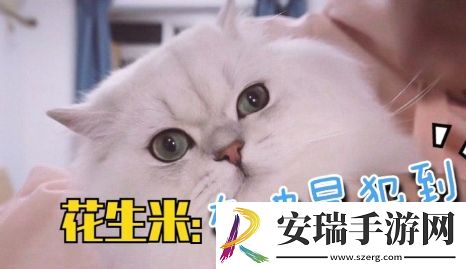 谢谢有被冒犯到是什么梗网络用语