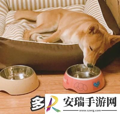多谢款待是什么梗网络用语