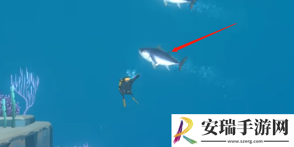 潜水员戴夫金枪鱼怎么抓