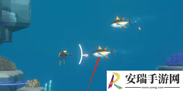 潜水员戴夫金枪鱼怎么抓