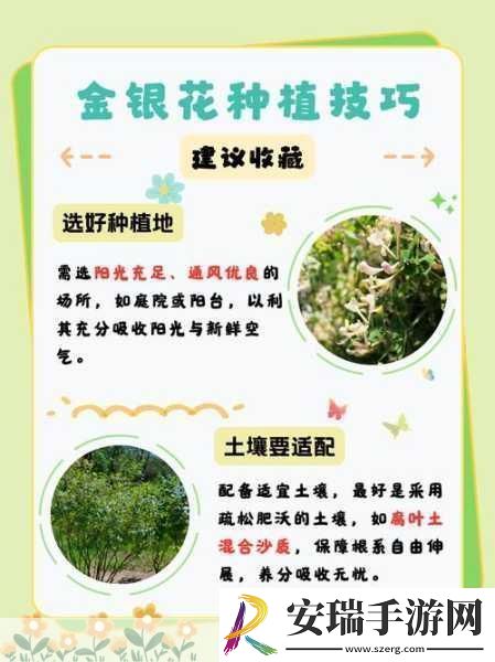 双管齐下TXL金银花怎么使用
