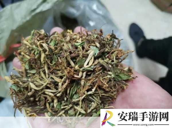 双管齐下TXL金银花怎么使用