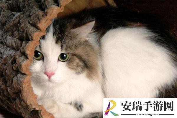 探寻猫咪本色