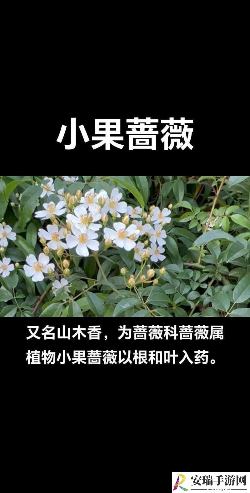 野花日本完整免费看