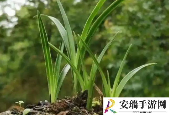 古人将大雪分为三候其中第三候为荔挺出猜猜指的是什么