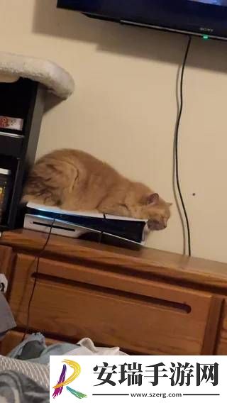 猫猫趴在PS5上不愿离开！玩家