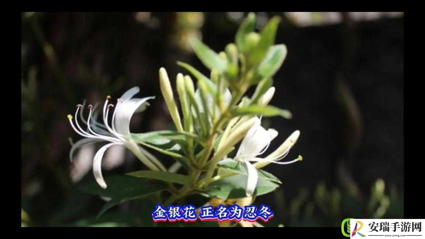 双管齐下金银花