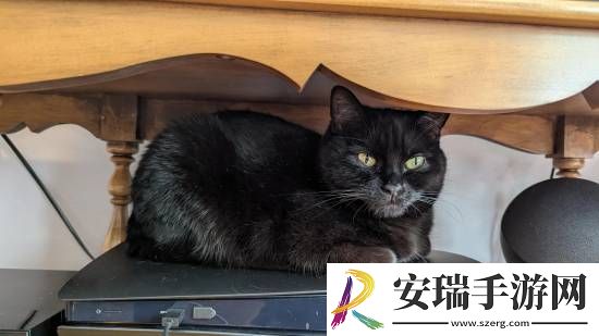 猫猫趴在PS5上不愿离开！玩家
