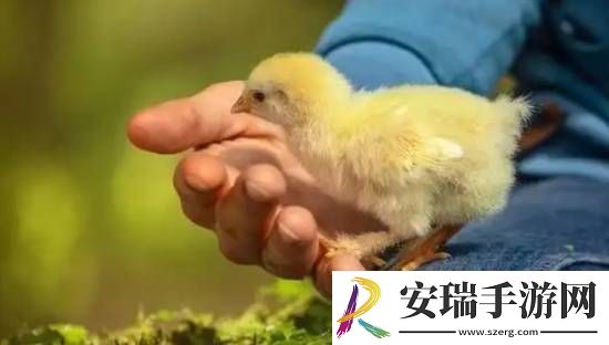 印度一男子因生吞小鸡窒息而亡