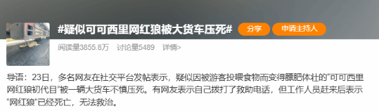 曝可可西里网红狼被货车压死