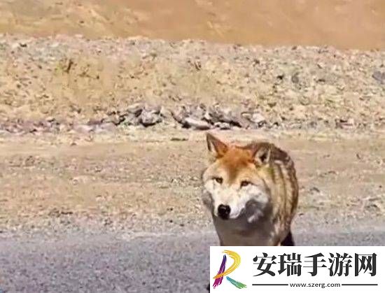 曝可可西里网红狼被货车压死
