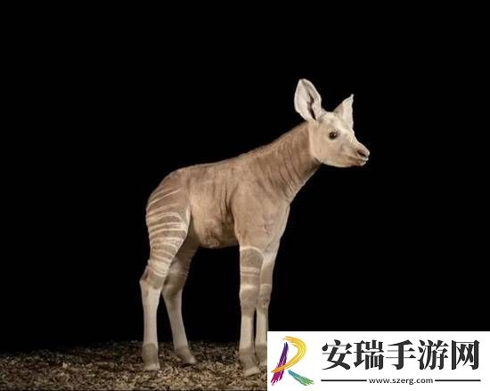 冷知识