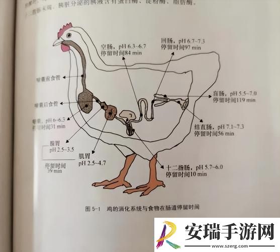超级肉禽系统来袭